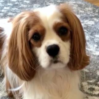 Blenheim Cavalier King Charles Spaniel dog